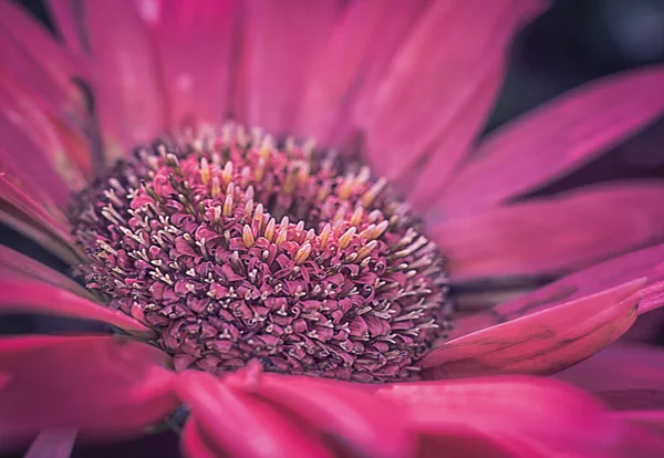 Variedades Dália Colorida Flor Margarida — Fotografia de Stock