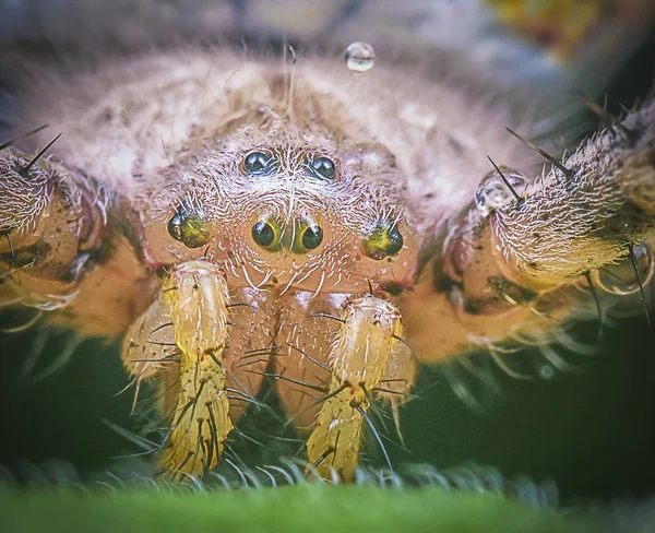 Close up shot of yellow orb web spider — Stock Image Close Shot Yellow Orb Web Spider Stock Photo