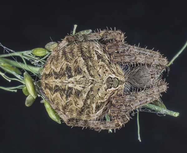 Close shot of common garden spider — Stock Image Close Shot Common Garden Spider Royalty Free Stock Images