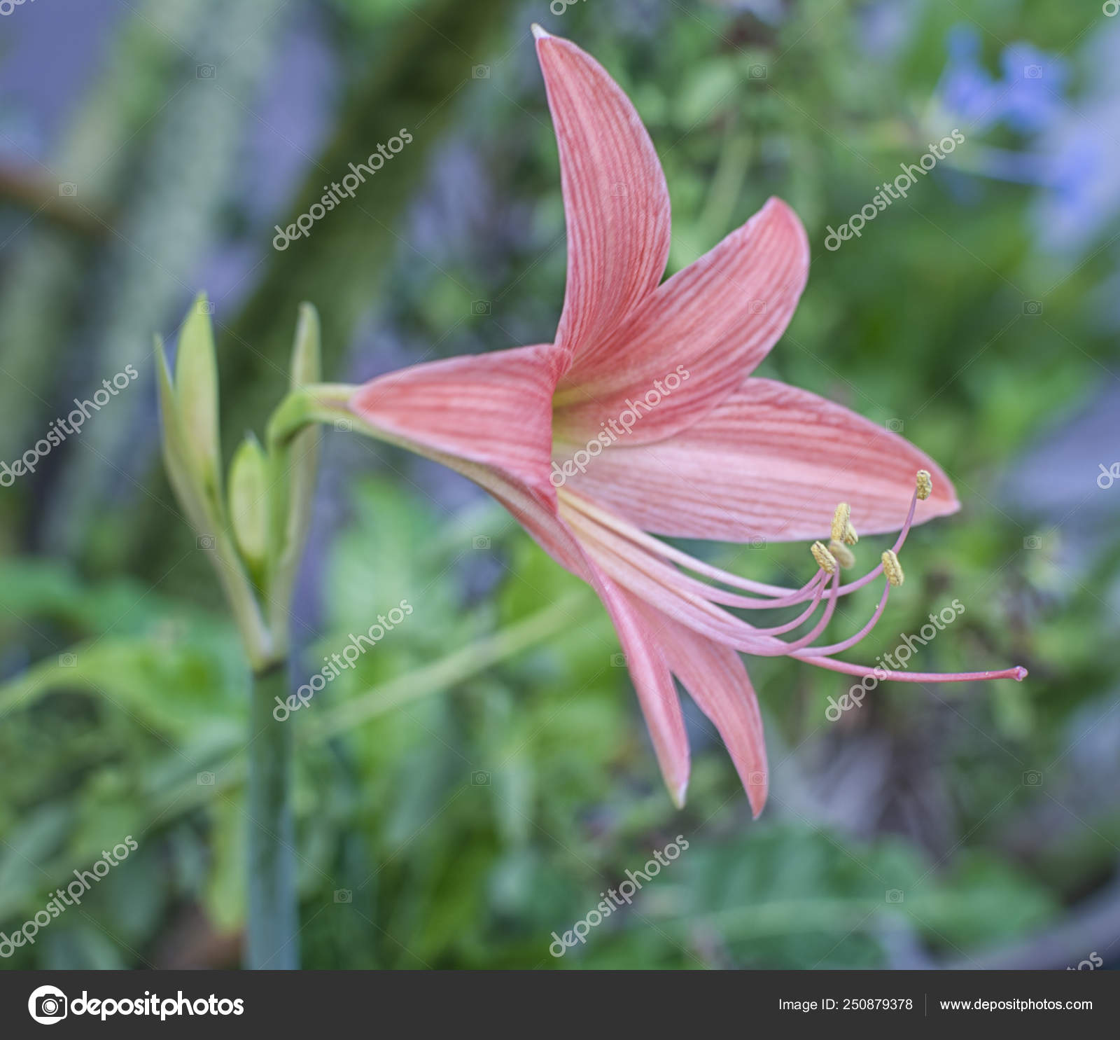 Beautiful Violet Belladonna Lily Stock Photo by ©sweemingyoung 250879378