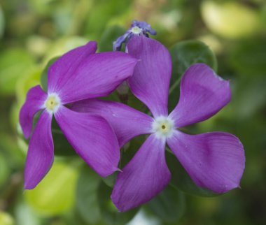 güzel pembe madagaskar periwinkle