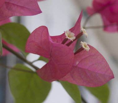 güzel kırmızı / menekşe begonviller çiçek