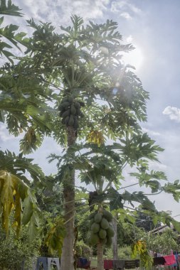Yeşil papaya meyve ağacı