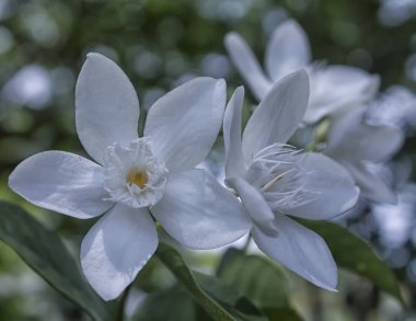 Beyaz Wrightia antidysenterica çiçek