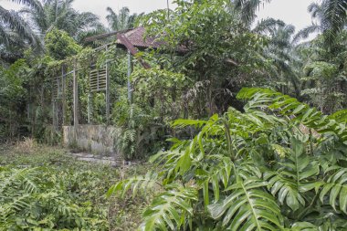 Vahşi yeşil büyük canavar yaprağı.
