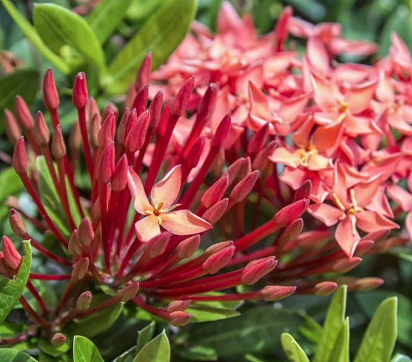 Small Ixora Genus Flower — Stock Photo, Image