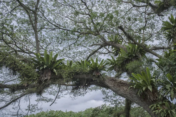 Dziki Ptak Gniazdo Paproci Rosnących Gałęzi Drzewa — Zdjęcie stockowe