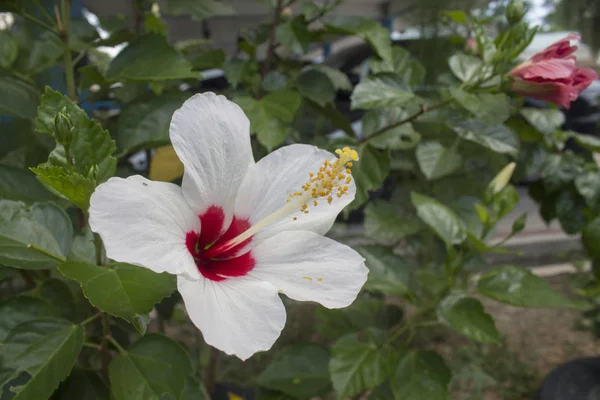 Single White Hibiscus Flower — Stock Photo, Image