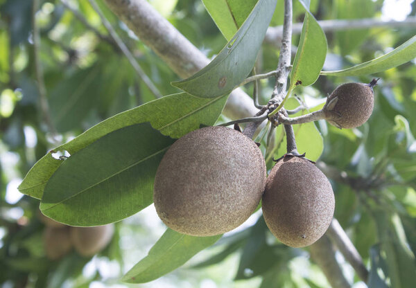 asian sapota or chiku fruits
