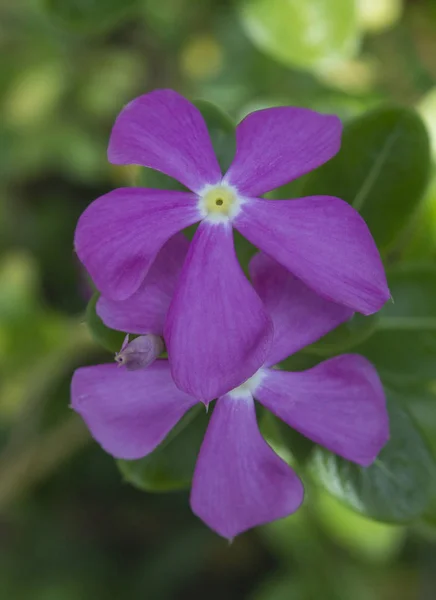 Hermoso Rosa Madagascar Periwinkle — Foto de Stock