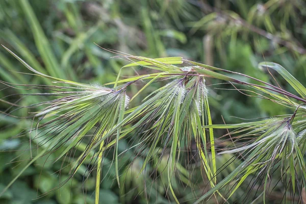 Wildkänguru Graspflanze — Stockfoto