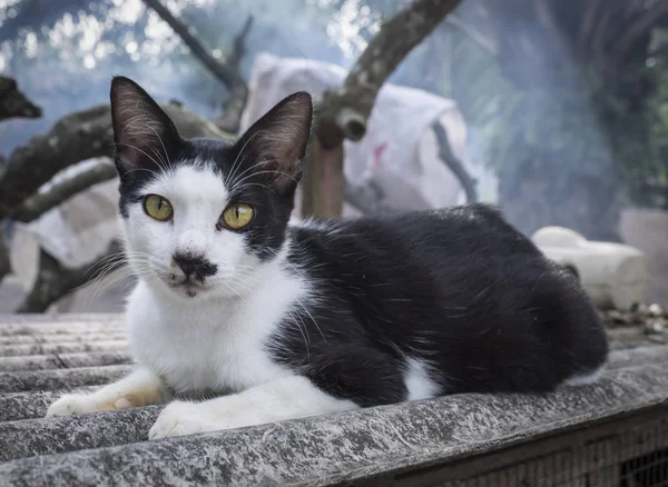 Niedliche Schwarze Und Weiße Katze — Stockfoto