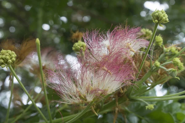 Pink Silk Flower Plant — Stock Photo, Image