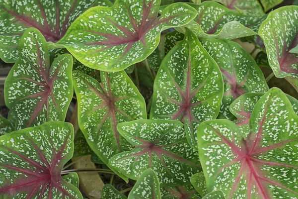 Olifant Oor Leafs Planten — Stockfoto