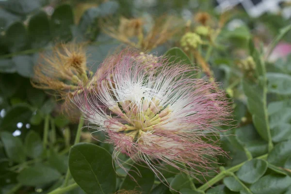 Pink silk flower plant