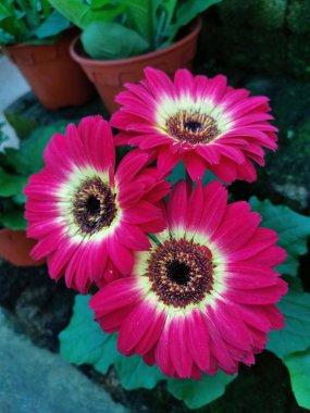 güzel çiçek açan gerbera çiçek 
