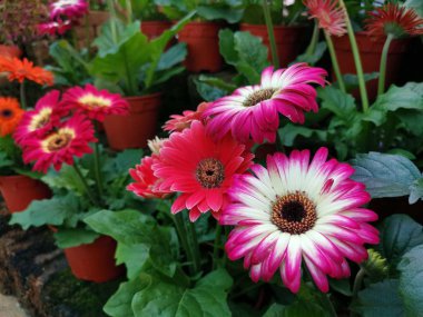 güzel çiçek açan gerbera çiçek 