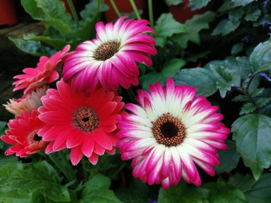güzel çiçek açan gerbera çiçek 