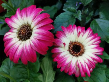 güzel çiçek açan gerbera çiçek 