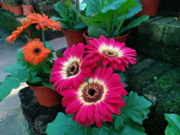 Όμορφο Ανθισμένο Λουλούδι Ζέρμπερα — Φωτογραφία Αρχείου