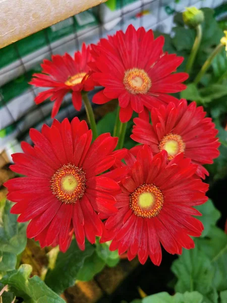 Güzel Çiçek Açan Gerbera Çiçek — Stok fotoğraf