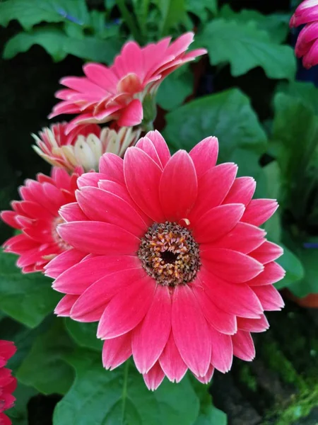 güzel çiçek açan gerbera çiçek 