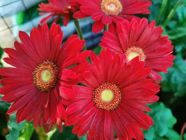 Όμορφο Ανθισμένο Λουλούδι Ζέρμπερα — Φωτογραφία Αρχείου