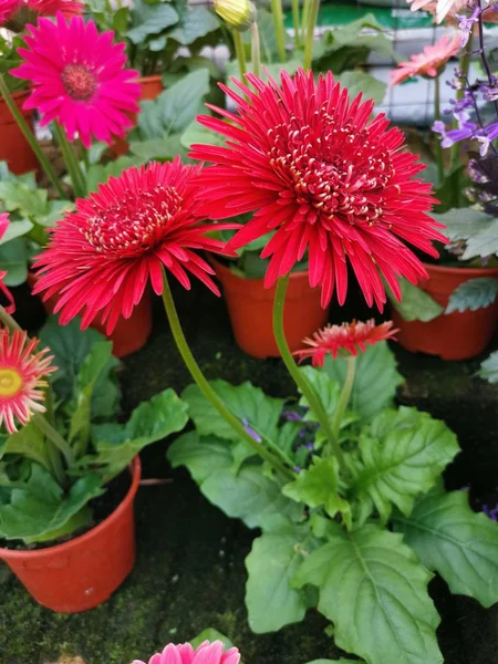 Güzel Çiçek Açan Gerbera Çiçek — Stok fotoğraf