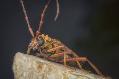kahverengi longhorn böceği ile yakın çekim