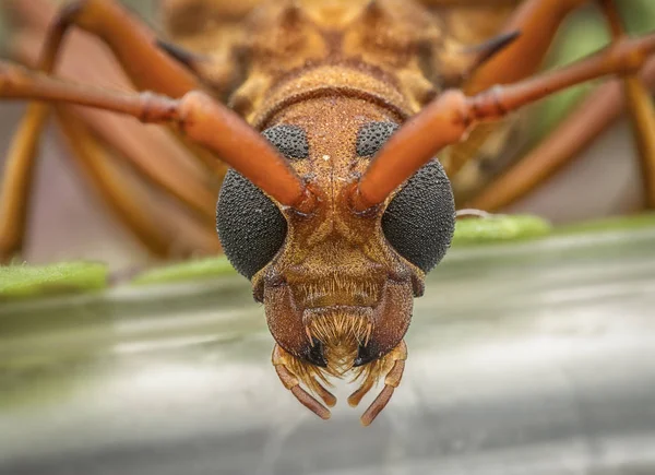Närbild Med Brown Longhorn Beetle — Stockfoto