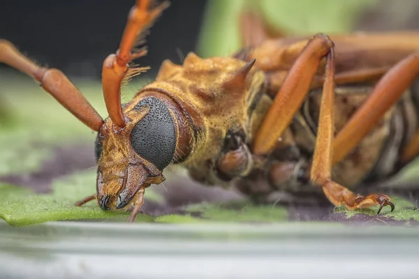 Närbild Med Brown Longhorn Beetle — Stockfoto