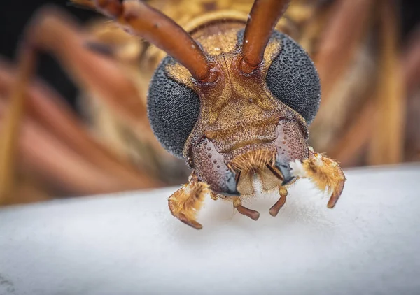 茶色のロングホーンカブトムシとのクローズアップ — ストック写真