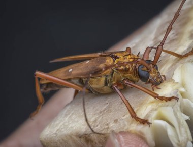 kahverengi longhorn böceği ile yakın çekim