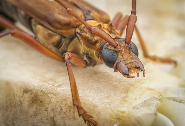 Close Com Besouro Longhorn Marrom — Fotografia de Stock