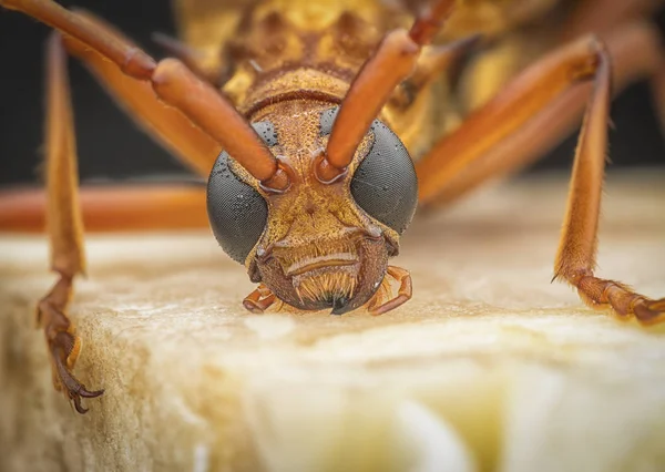 Primer Plano Con Escarabajo Cuerno Largo Marrón —  Fotos de Stock
