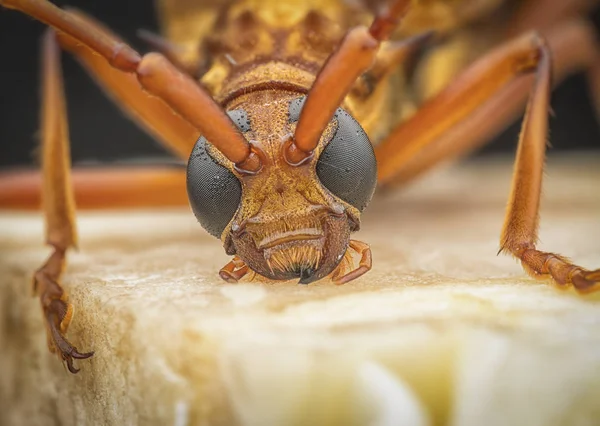 Nahaufnahme Mit Braunem Bockkäfer — Stockfoto