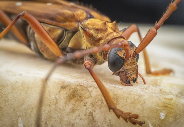 Primer Plano Con Escarabajo Cuerno Largo Marrón — Foto de Stock