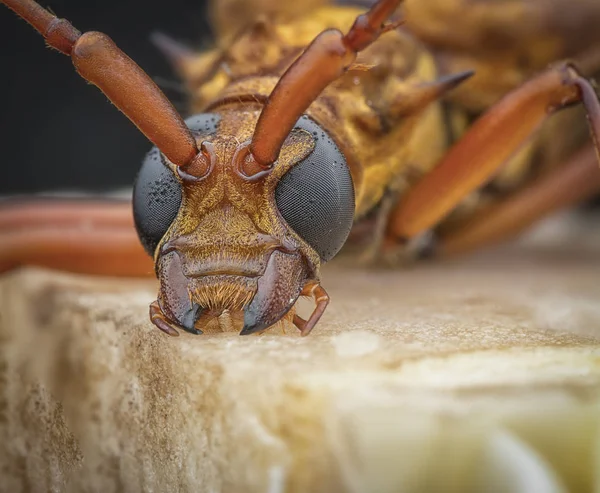 Kahverengi Longhorn Böceği Ile Yakın Çekim — Stok fotoğraf