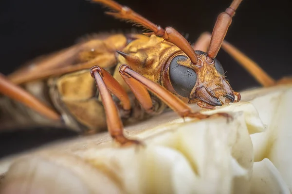 Kahverengi Longhorn Böceği Ile Yakın Çekim — Stok fotoğraf