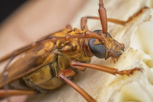 Nahaufnahme Mit Braunem Bockkäfer — Stockfoto