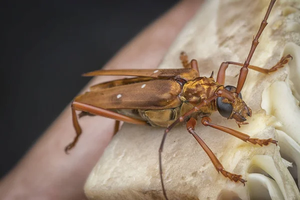 Närbild Med Brown Longhorn Beetle — Stockfoto