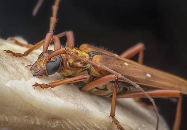 Close Com Besouro Longhorn Marrom — Fotografia de Stock