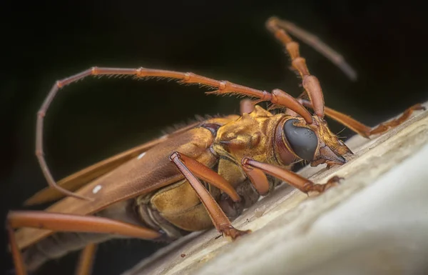 Close Com Besouro Longhorn Marrom — Fotografia de Stock