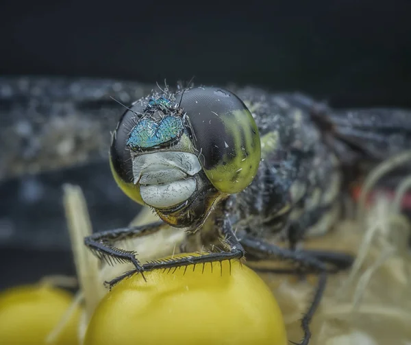 Tiro Cabeça Perto Libélula — Fotografia de Stock