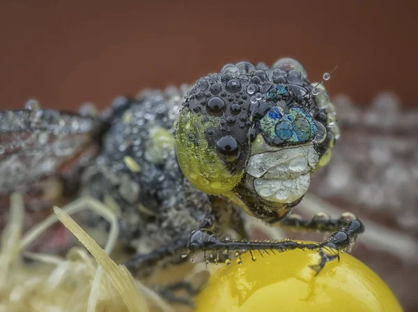 Tiro Cabeça Perto Libélula — Fotografia de Stock