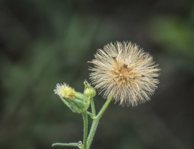 wild conyza canadensis weed