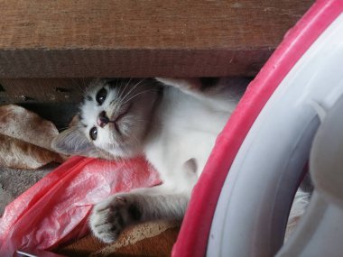 sevimli pisi tek başına oynuyor