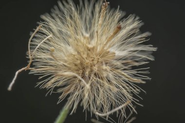 wild conyza canadensis weed