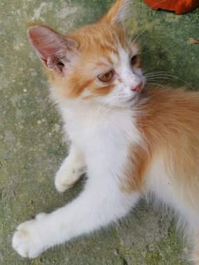 kitty yerde döşeme 