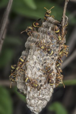 kağıt wasp ve yuva